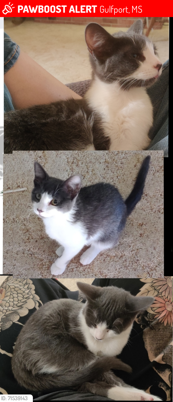 Lost Female Cat last seen Hampton Inn, Gulfport I10 & 49, Gulfport, MS 39503