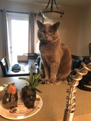 Lost Male Cat last seen Near S 550 E Clearfield, UT 84015, Clearfield, UT 84015