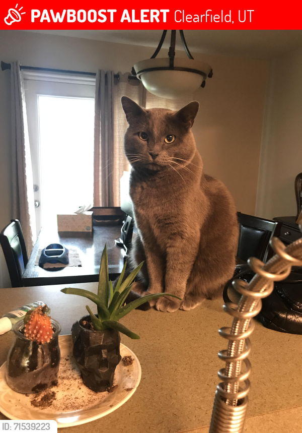 Lost Male Cat last seen Near S 550 E Clearfield, UT 84015, Clearfield, UT 84015