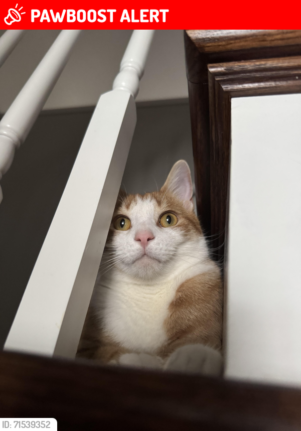 Lost Male Cat last seen Behind Northern high school, Commerce Township, MI 48382