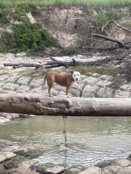 Lost Female Dog last seen Spring creek greenway, Spring, TX 77389