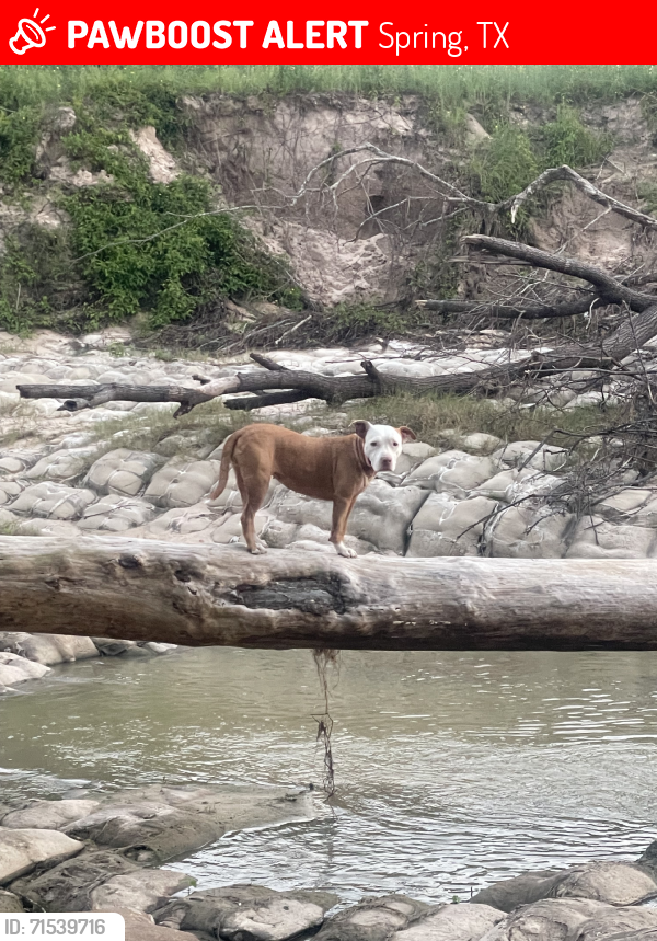 Lost Female Dog last seen Spring creek greenway, Spring, TX 77389