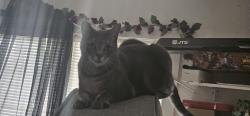 Lost Female Cat last seen 182nd Pl NE, Arlington, WA 98223