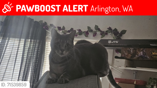 Lost Female Cat last seen 182nd Pl NE, Arlington, WA 98223