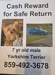 Lost Male Dog last seen 82nd St & Hague Road , Indianapolis, IN 46250