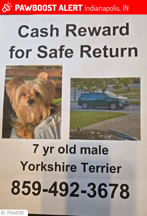 Lost Male Dog last seen 82nd St & Hague Road , Indianapolis, IN 46250