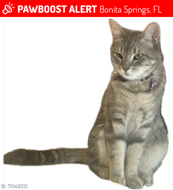 Lost Female Cat last seen Ragsdale street and Old 41 , Bonita Springs, FL 34135
