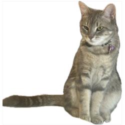 Lost Female Cat last seen Ragsdale street and Old 41 , Bonita Springs, FL 34135