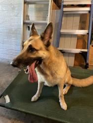 Reunited Female Dog last seen Beacon square, New Port Richey, FL 34652, NEW PRT RCHY, FL 34652