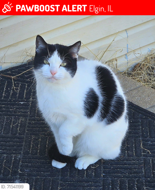 Lost Female Cat last seen 38W235 Big Timber Rd, Elgin, IL 60124, Elgin, IL 60124