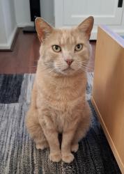 Lost Male Cat last seen Around Ohio court reserve and surrounding streets, Parafield Gardens, SA 5107