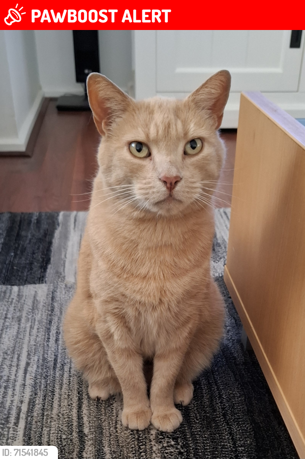 Lost Male Cat last seen Around Ohio court reserve and surrounding streets, Parafield Gardens, SA 5107