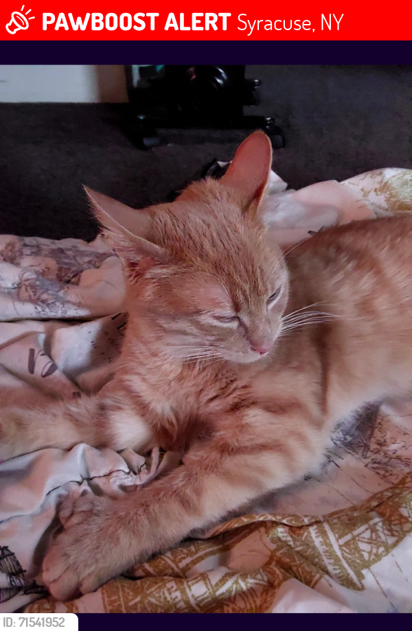 Lost Male Cat last seen Ontario street, Syracuse, NY 13204