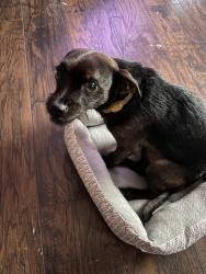 Lost Male Dog last seen Ziegler Park/nearby neighborhood in Fairfax, Cincinnati, OH 45227