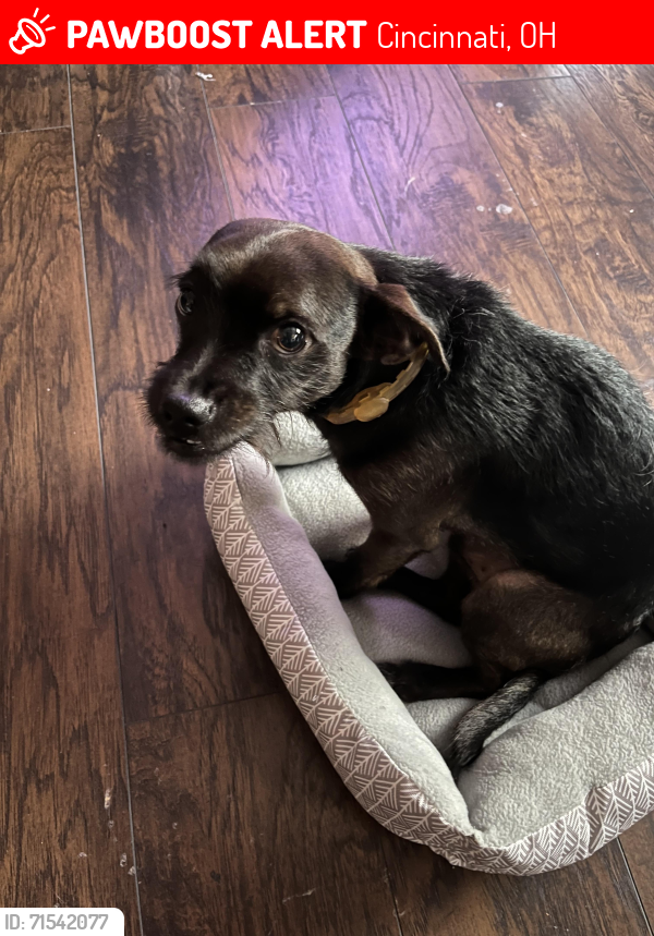 Lost Male Dog last seen Ziegler Park/nearby neighborhood in Fairfax, Cincinnati, OH 45227