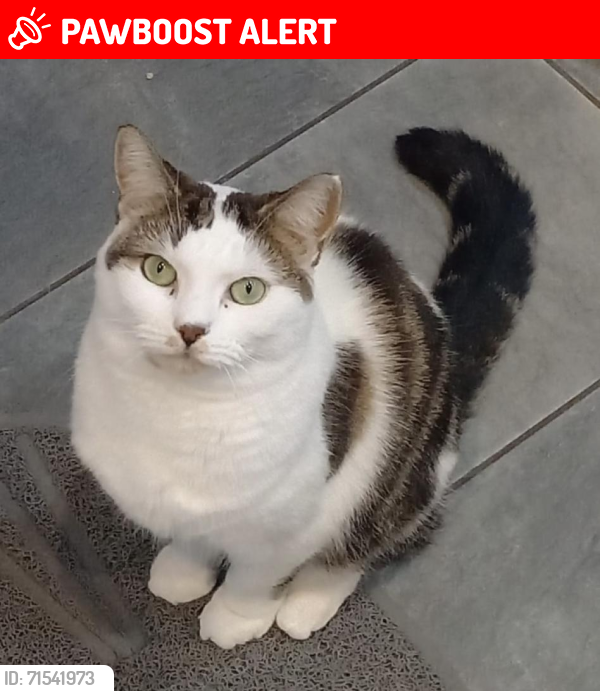 Lost Female Cat last seen ORLICK ROAD, Kent, England DA12 4UP