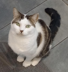 Lost Female Cat last seen ORLICK ROAD, Kent, England DA12 4UP