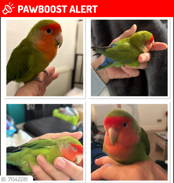 Lost Male Bird last seen Cside Road Beeston Nottingham , Beeston, England NG9