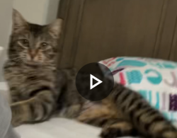 Lost Female Cat last seen Morgan Way Buena Park , Buena Park, CA 90620