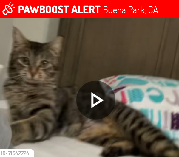 Lost Female Cat last seen Morgan Way Buena Park , Buena Park, CA 90620
