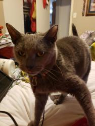 Lost Female Cat last seen Starling airport road cross Nancy Lane, Arnold, MO 63010