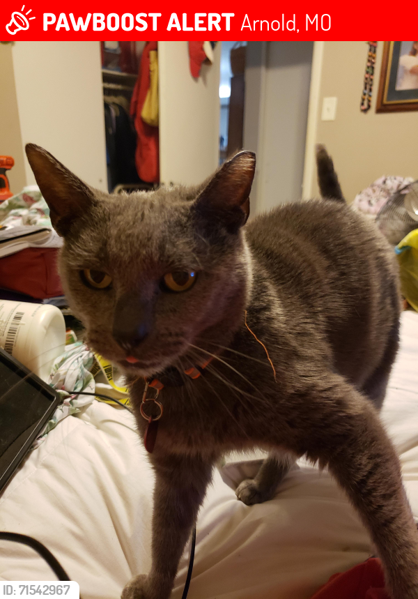 Lost Female Cat last seen Starling airport road cross Nancy Lane, Arnold, MO 63010