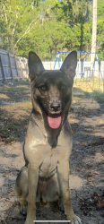 Lost Female Dog last seen cass st, DeLand, FL 32720