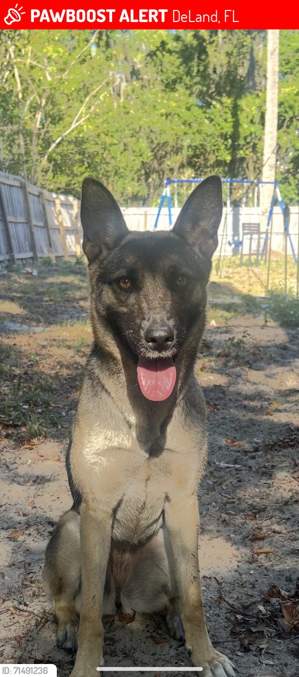 Lost Female Dog last seen cass st, DeLand, FL 32720