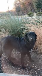 Reunited Male Dog last seen Near leaf ln, New Bern, NC 28560