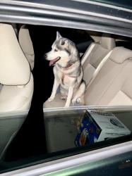 Found/Stray Female Dog last seen Near Hughes Rd, Houston, TX 77089, Houston, TX 77089