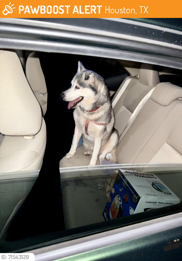 Found/Stray Female Dog last seen Near Hughes Rd, Houston, TX 77089, Houston, TX 77089
