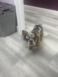 Lost Male Dog last seen Zebulon nc, Zebulon, NC 27597