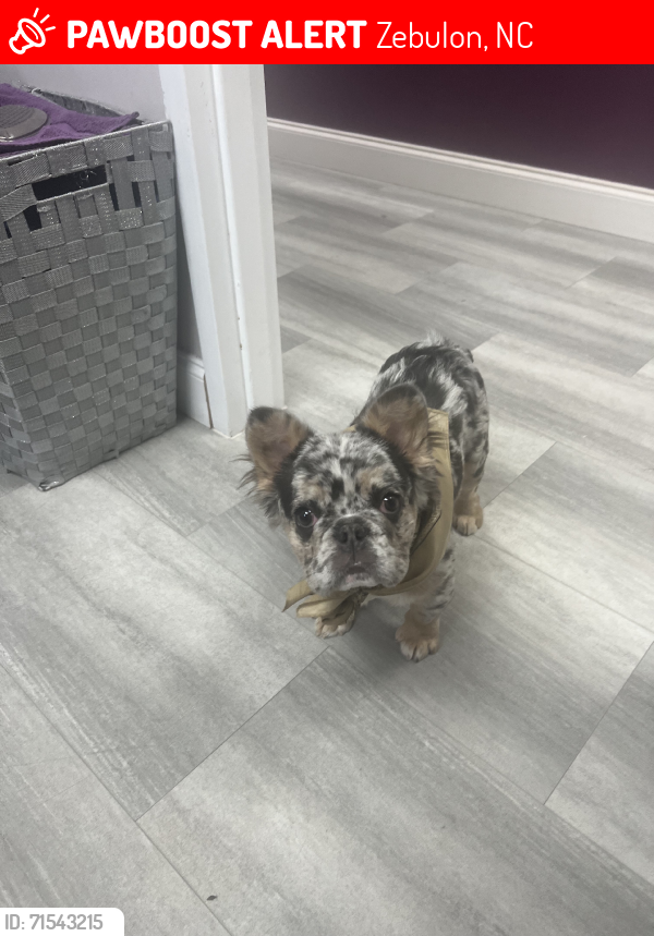 Lost Male Dog last seen Zebulon nc, Zebulon, NC 27597