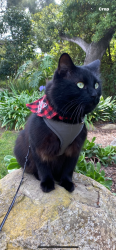 Lost Male Cat last seen Bayard St & Emerald St., San Diego, CA 92109