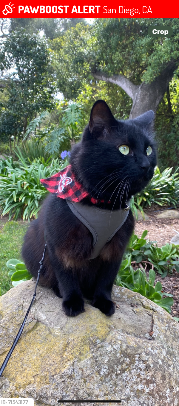 Lost Male Cat last seen Bayard St & Emerald St., San Diego, CA 92109