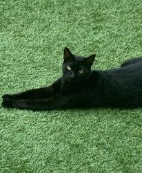 Lost Male Cat last seen Nesbit Ferry Rd/ Spalding , Sandy Springs, GA 30350