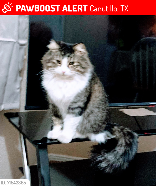 Lost Female Cat last seen De Alva rd, Canutillo, TX 79835