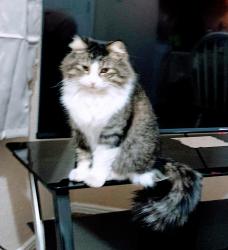 Lost Female Cat last seen De Alva rd, Canutillo, TX 79835