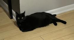 Lost Female Cat last seen Sarazen Drive, Fairway Springs, New Port Richey, FL 34655