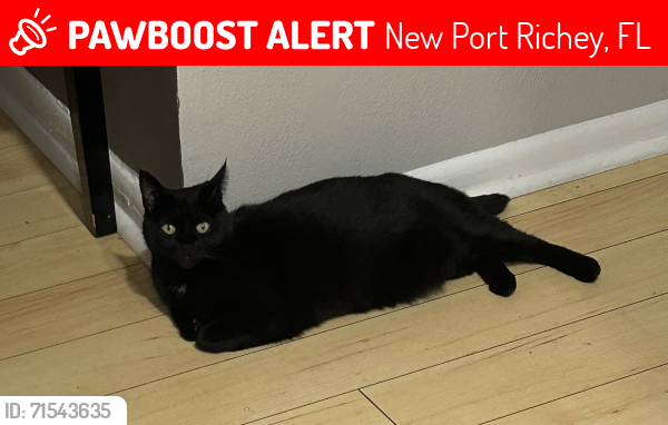 Lost Female Cat last seen Sarazen Drive, Fairway Springs, New Port Richey, FL 34655
