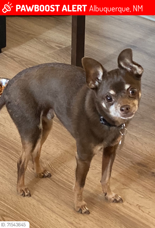 Lost Male Dog last seen Constitution and Washington , Albuquerque, NM 87110