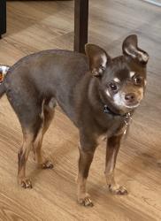 Lost Male Dog last seen Constitution and Washington , Albuquerque, NM 87110