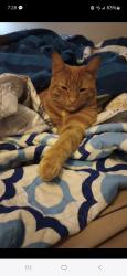 Lost Male Cat last seen Adelaide Dr and Melbourne Ln, Spartanburg, SC 29301