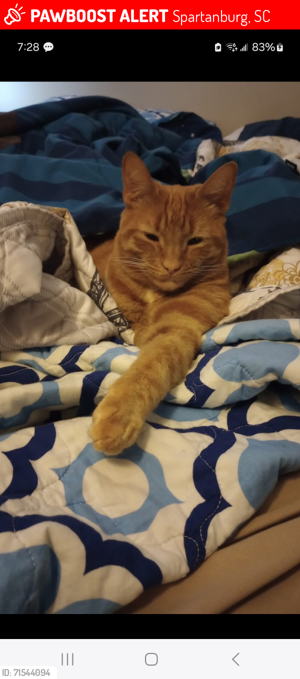 Lost Male Cat last seen Adelaide Dr and Melbourne Ln, Spartanburg, SC 29301