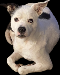 Lost Male Dog last seen Near west Bethany home rd , Glendale, AZ 85301