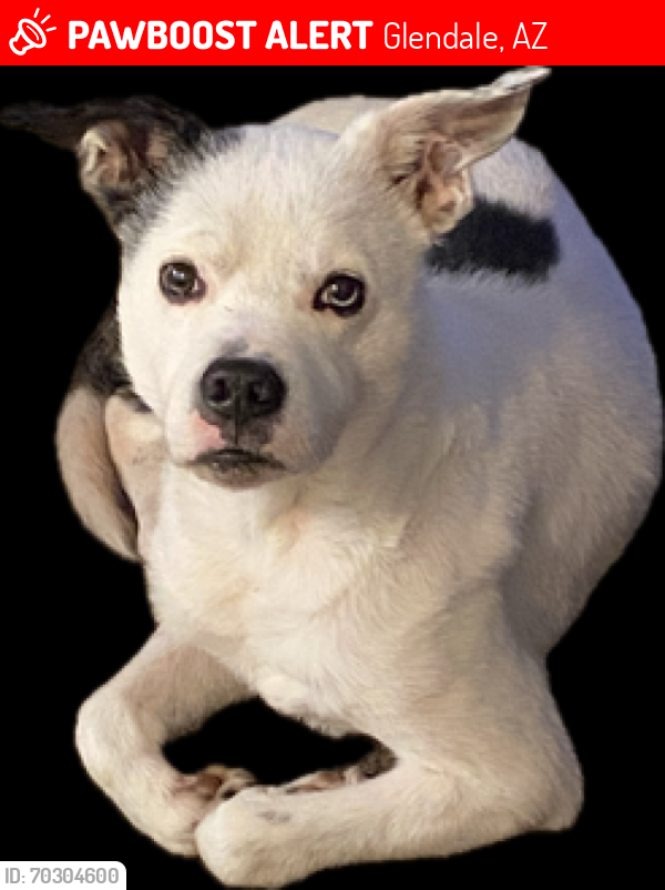Lost Male Dog last seen Near west Bethany home rd , Glendale, AZ 85301