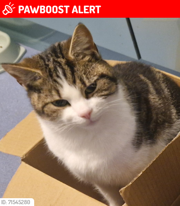 Lost Male Cat last seen flts on Hinton Road, West Northamptonshire, England NN2