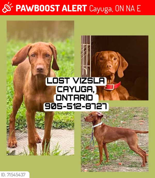 Lost Female Dog last seen Brooks Road rail trail just north of Hwy 3 , Cayuga, ON N0A 1E0