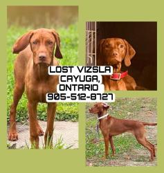 Lost Female Dog last seen Brooks Road rail trail just north of Hwy 3 , Cayuga, ON N0A 1E0