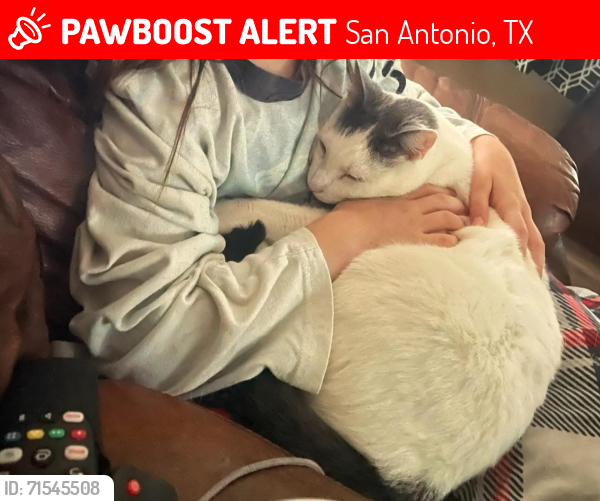 Lost Male Cat last seen Rosy Cloud and Poppy Sands, First lost on Sweet Pea Run, San Antonio, TX 78245